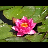 Nympheas - James Bridon (Obt. Dreer 1899) (03)